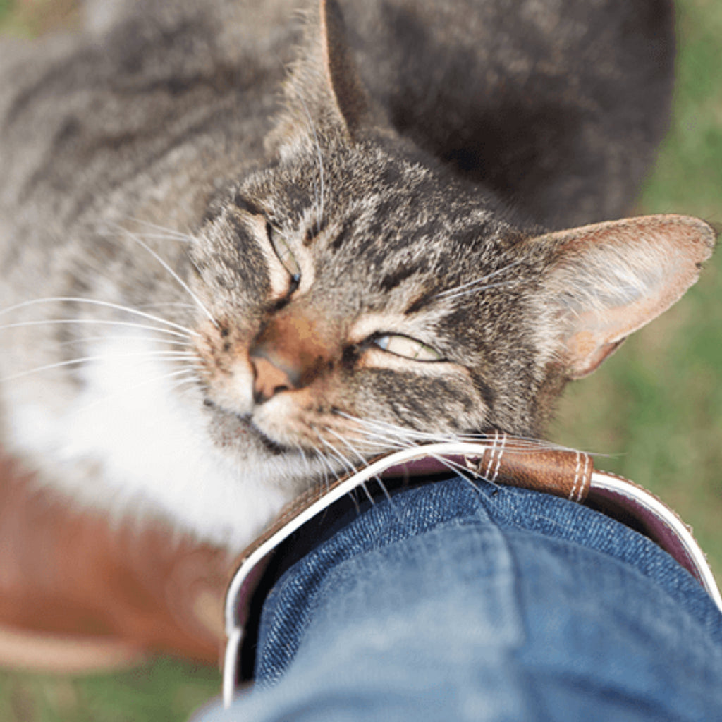 Everything You Need To Know About Cat Territory Marking
